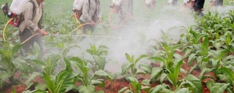 草甘膦的具体作用和注意事项，附带其能够产生的有效作物对象有哪些