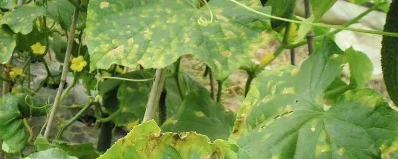 杀菌剂使用过程中的注意事项有哪些，为您详细介绍相关知识内容