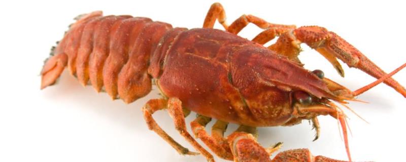 如何钓龙虾的速度最快，钓饵最好选择用新鲜猪肝去钓