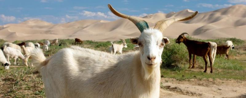 为什么现在养羊总是不赚钱，我们应该如何有效地降低养羊成本