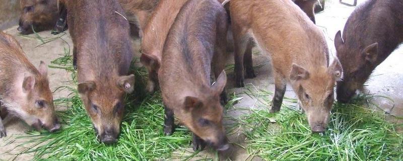 野猪养殖的市场前景以及经济价值如何，野猪是否具有一定的药用价值呢