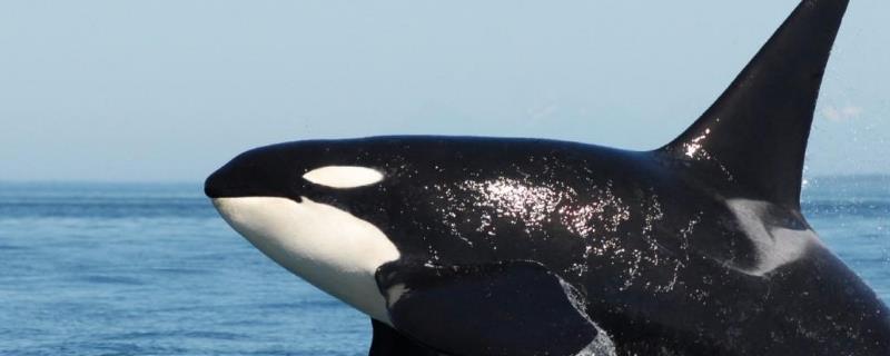 虎鲸的具体资料有哪些，这里附带了关于它的繁殖习性介绍