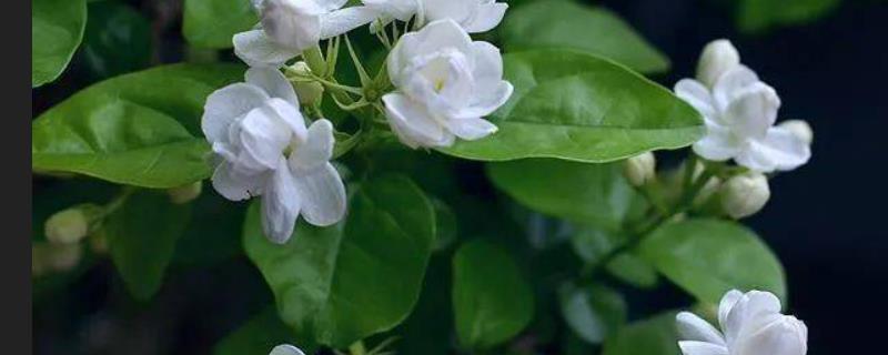 茉莉花到底有没有毒，它是否适合被摆放在卧室里呢