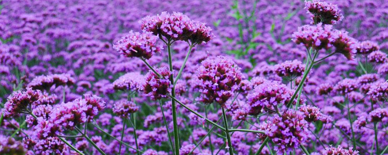 马鞭草和薰衣草的区别有哪些，具体表现在以下这四个方面