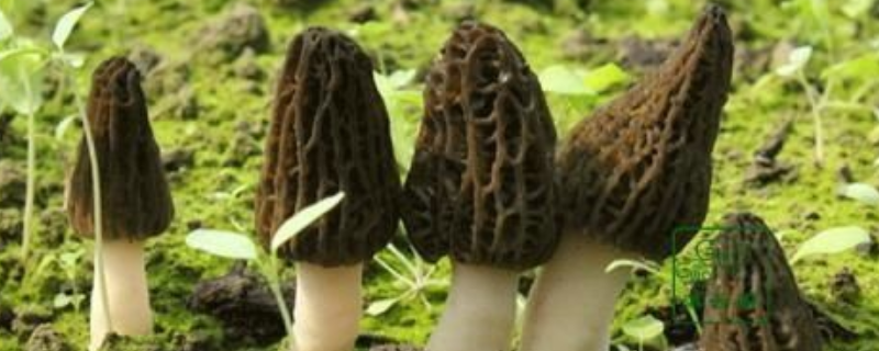 野生羊肚菌现在一斤要多少钱，附有野生羊肚菌的鉴别方法及食用吃法