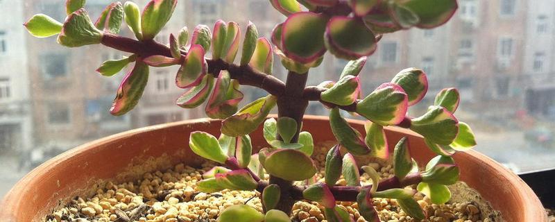 盆栽雅乐之舞具体该怎么养护，雅乐之舞的生长习性都有哪些内容