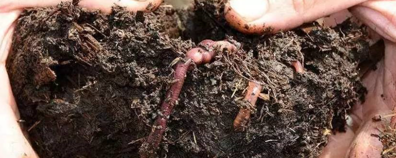 人工养殖蚯蚓一亩利润大约有多少钱，养殖一亩蚯蚓大概需要投资多少成本