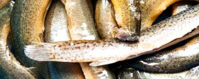 养一亩泥鳅具体能挣到多少钱，泥鳅养殖的主要优势到底有哪些