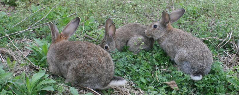 农村思麻兔养殖前景如何，请看它的详细情况介绍
