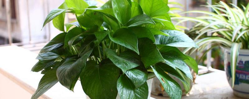 养绿萝用哪种叶面肥比较好，这种叶面肥料该怎么制作