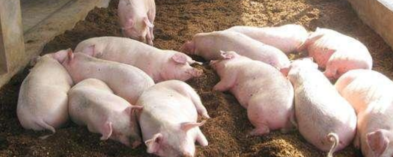 农村养殖什么品种不愁销路呢，附带介绍下农村养殖的具体选择建议