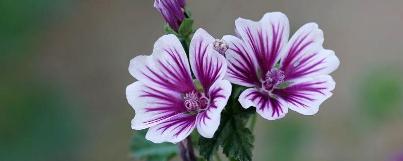 锦葵种子的市场价格是多少，附带它的详细种植方法介绍