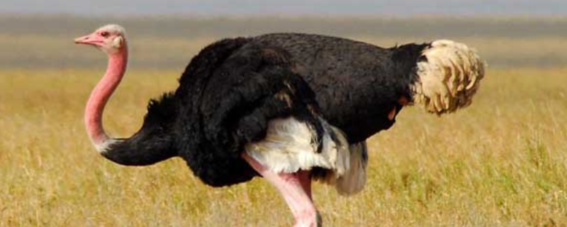 养殖鸵鸟是否真的能够带来经济收益，以及饲养鸵鸟的独特优势和具体好处