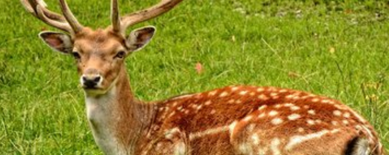 养殖梅花鹿真的能够赚到钱吗，大约需要投入多少资金