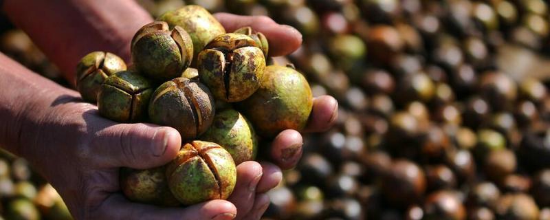 茶花种子市场价格及具体种植方法，关于茶花的详细种植方法有哪些