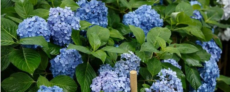 绣球花的养殖方法和注意事项有哪些，另外详细附带它的各种繁殖方法
