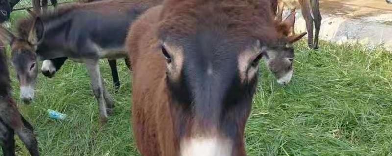 养10头肉驴一年大概有多少利润，养殖一年具体的成本是多少