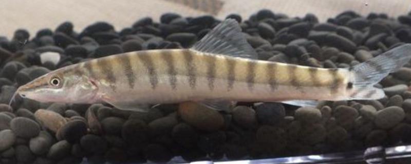 中华沙鳅养殖技术有哪些，一定要注意定期为鱼缸更换水