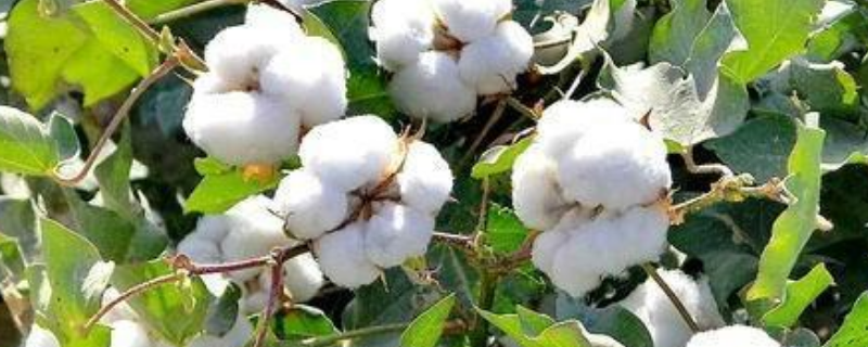 棉花种植时间具体是在什么时候，顺便附带棉花的生长栽培条件有哪些