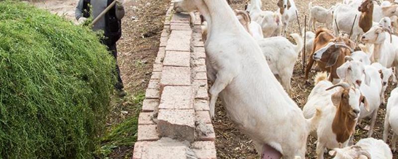 羊饲料的最佳配方有哪些，羊饲料具体的营养成分包括什么