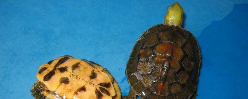 金头龟的高产养殖技术，金头龟的常见疾病防治方法