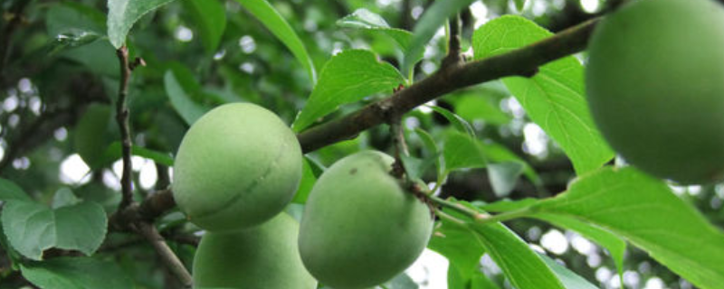 梅子种植技术包含哪些内容，主要有五个方面的详细要点