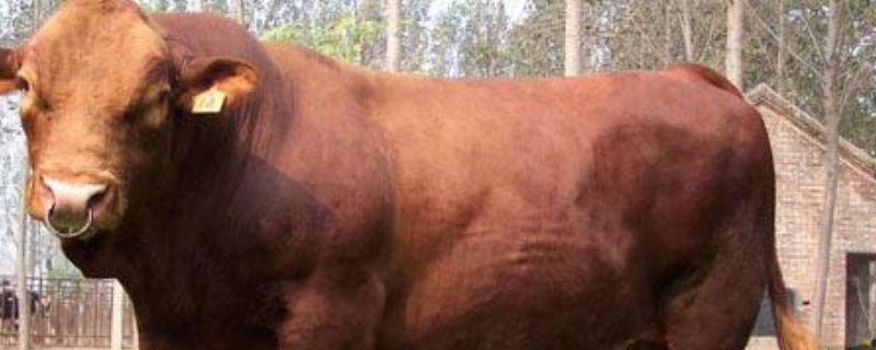 肉牛的养殖前景如何，附上肉牛的详细养殖成本和养殖年总收入是多少