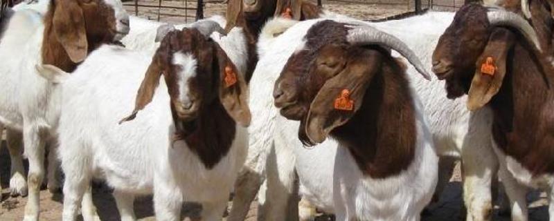 如何才能科学养好波尔山羊，其具体的养殖方法以及注意事项有哪些