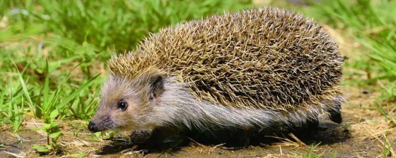 刺猬的养殖技术包含哪些，关于刺猬的日常饲养管理以及其繁殖技术