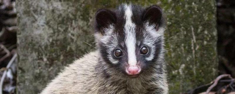 果子狸养殖的市场前景究竟如何，关于果子狸的详细基本简介