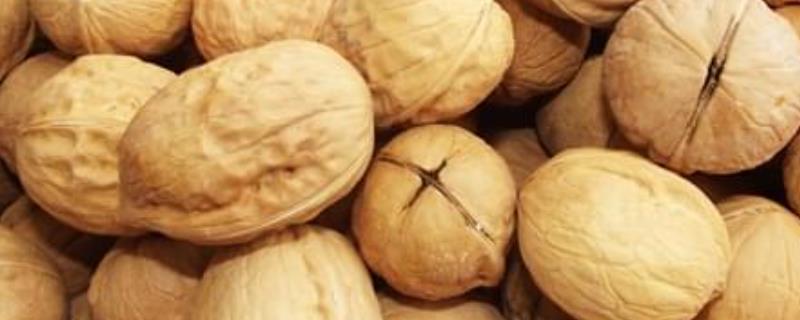 核桃种植的发展前景究竟怎么样，这里有详细的种植注意事项需要关注