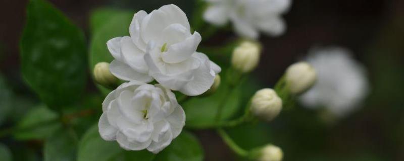 茉莉花是否适合在室内环境养护，茉莉花在一年时间内到底能开几次花