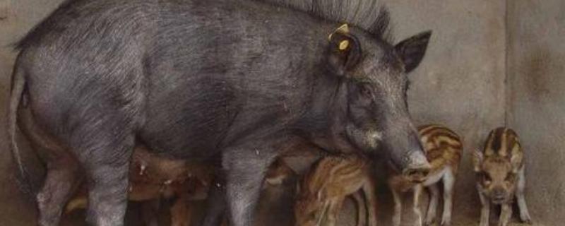 当下养殖野猪是否有销路呢，野猪养殖现在能赚钱吗