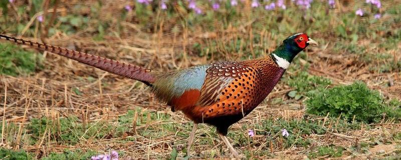 野鸡的养殖前景具体如何，其市场价值的主要体现在哪些方面