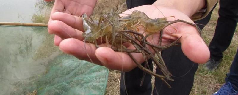 青虾的高效稻田养殖技术具体是怎样的呢