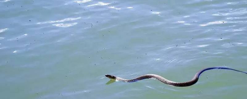 水蛇到底有没有毒性，这里有水蛇的常见种类介绍