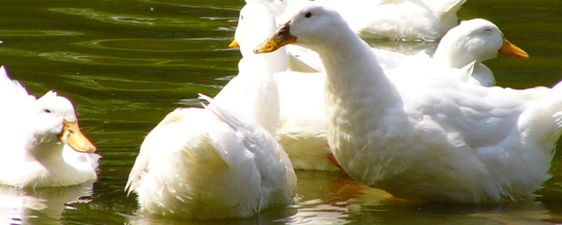 如何有效提高肉鸭的成活率，需要切实做好这四个关键步骤