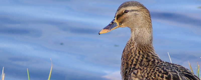 怎样提高鸭子的产蛋量呢，可以从这六个关键方面入手进行改进