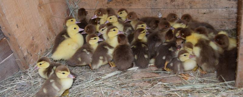 肉鸭育雏期的饲养管理技术，以及怎样及时预防疾病