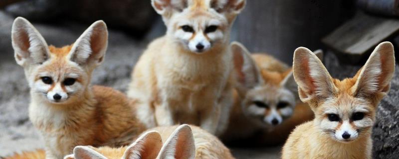 狐狸养殖有哪些注意事项，究竟应该如何喂食饲料呢