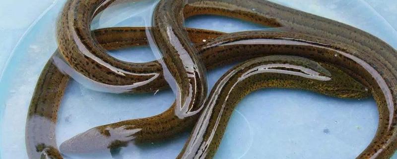 黄鳝的生活习性有哪些，它具体的生殖季节在什么时候