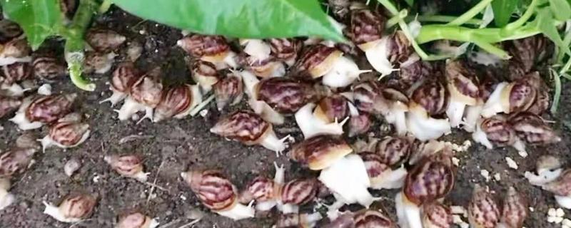 蜗牛养殖的具体三种方法，露天养殖法和室内养殖法以及塑料大棚养殖法