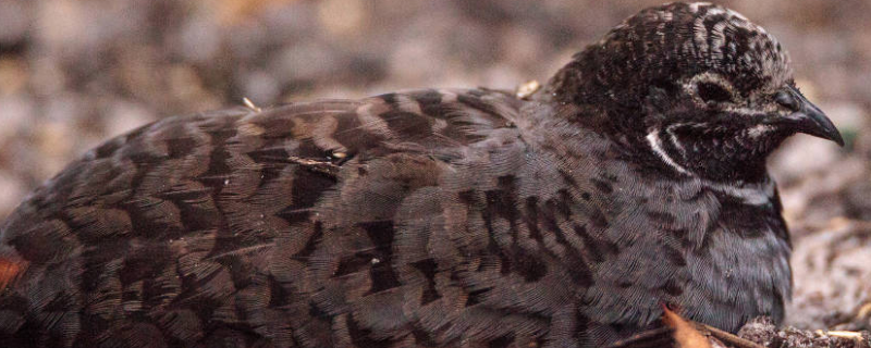 鹌鹑养殖成本和利润具体是多少，此外鹌鹑养殖的优点还有哪些呢