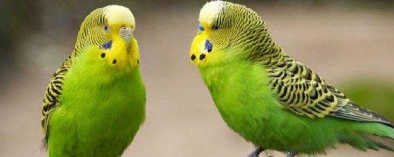 虎皮鹦鹉的繁殖方法有哪些，详细的繁殖时间是什么时候