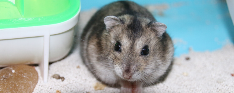 三线仓鼠应该怎么养才好，需要从居住环境和健康状况检查等方面入手