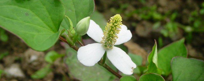 鱼腥草的种植方法有哪些，详细了解鱼腥草的繁殖方法有哪些