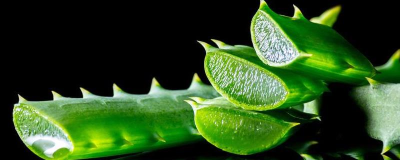 到底哪种芦荟可以直接用来敷脸，芦荟敷脸的具体操作步骤