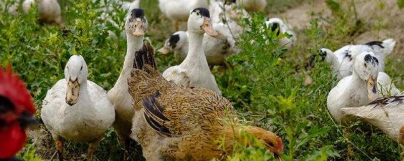 瘟疫康散临床效果和功能到底怎么样，关于它的详细介绍在这里