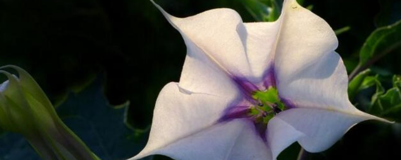 曼陀罗华到底有没有毒，附上曼陀罗华中毒的具体症状