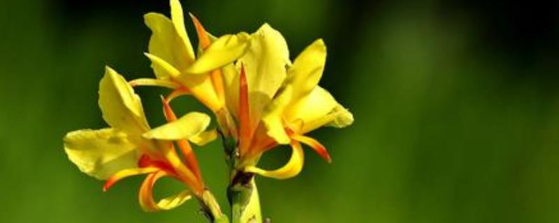 美人蕉的繁殖方法有哪些，它的根茎繁殖具体应该怎么操作